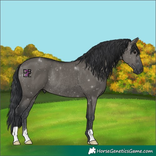 Horse Color:Grullo Rabicano 