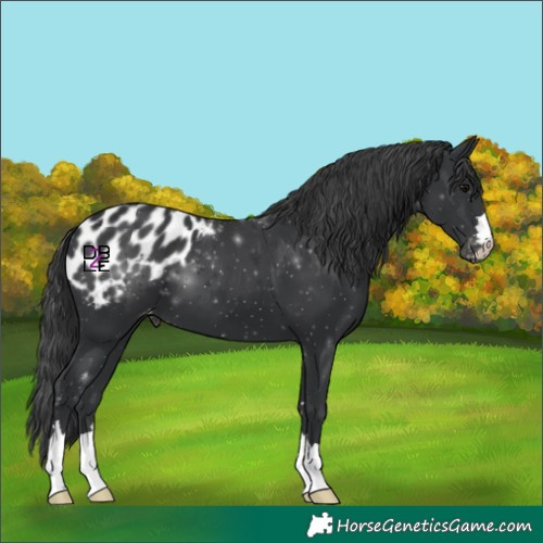 Horse Color:Black Appaloosa