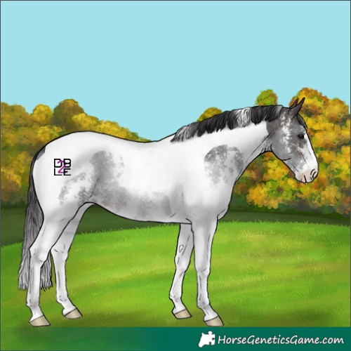 Horse Color:Brown Mushroom Sabino Tobiano 