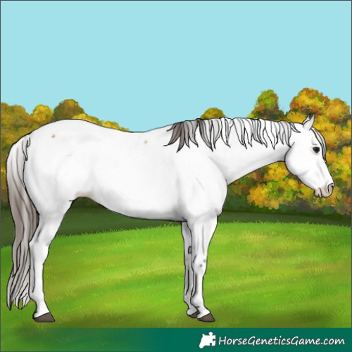 Horse Color:Bay Appaloosa 