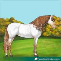 Horse Color:Red Dun Near Fewspot