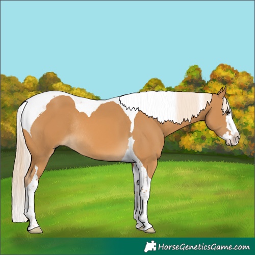Horse Color:Palomino Splash Tobiano Rabicano 