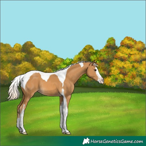 Horse Color:Palomino Splash Tobiano Rabicano 