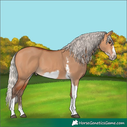 Horse Color:Silver Bay Dun Sabino Tobiano Frame Rabicano 