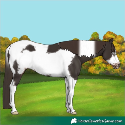 Horse Color:Liver Chestnut Tobiano Frame