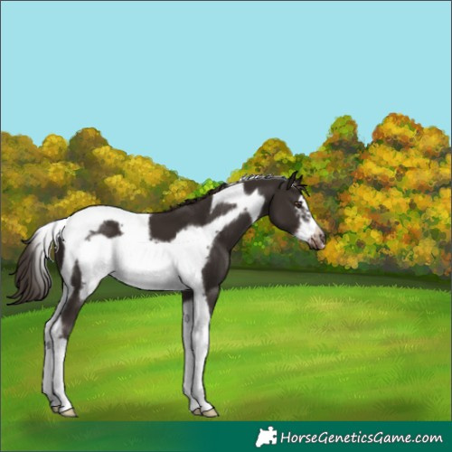 Horse Color:Liver Chestnut Tobiano Frame