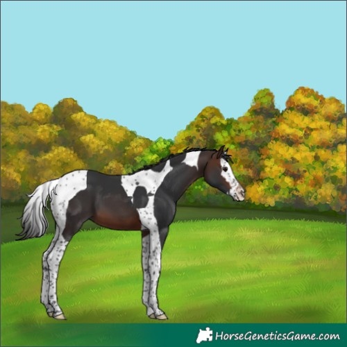 Horse Color:Brown Splash Tobiano 