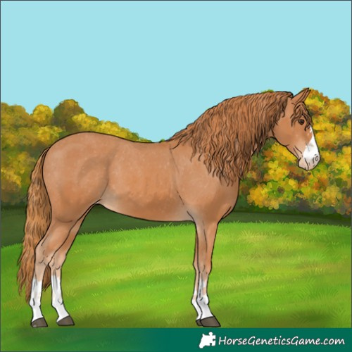Horse Color:Unknown 