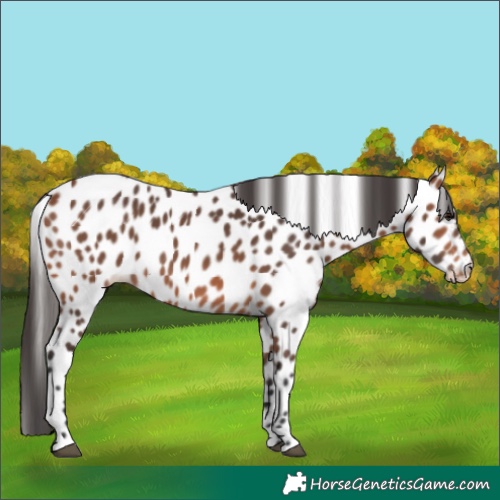 Horse Color:Bay Leopard