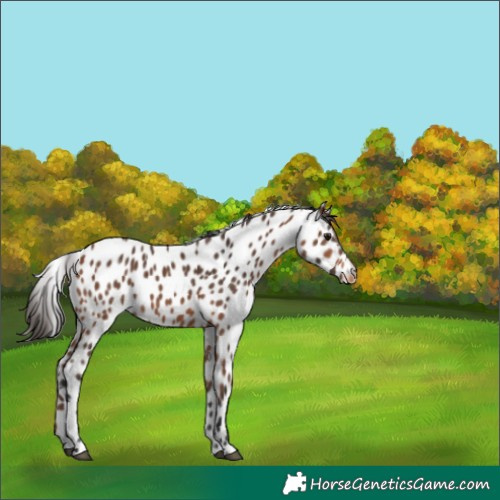 Horse Color:Bay Appaloosa