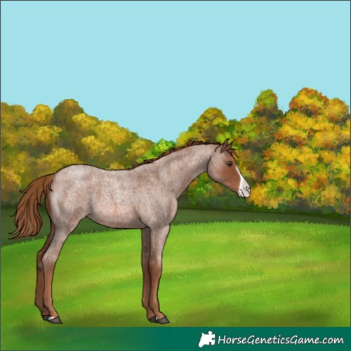 Horse Color:Red Roan Frame 