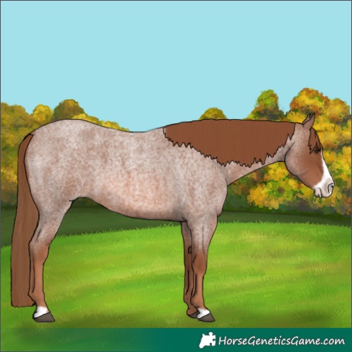 Horse Color:Red Roan Frame