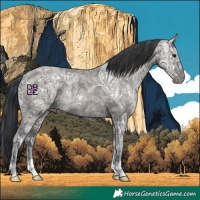 Horse Color:Grullo Ice Rabicano