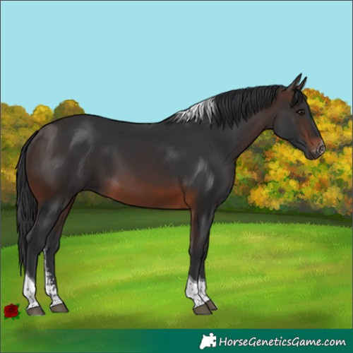 Horse Color:Brown Sabino Tobiano