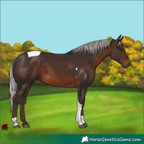 Horse Color:Silver Brown Tobiano