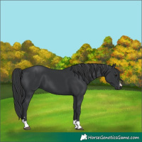 Horse Color:Black 