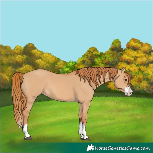 Horse Color:Red Dun Splash 