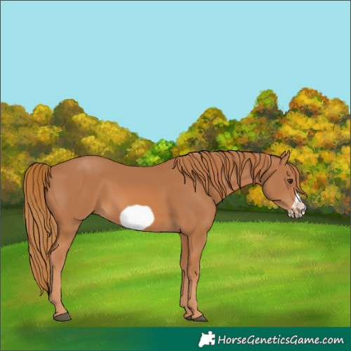 Horse Color:Chestnut Frame