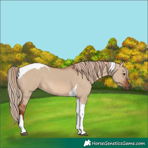 Horse Color:Red Dun Tobiano