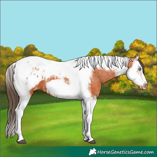 Horse Color:Bay Splash Tobiano Frame Appaloosa  and Bay Splash Tobiano Frame Appaloosa 