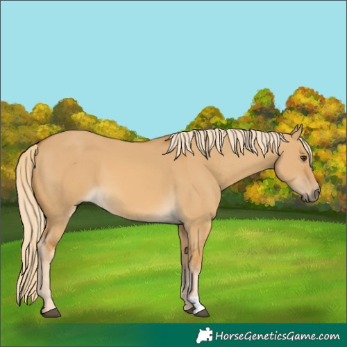 Horse Color:Palomino Dun 