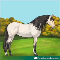 Horse Color:Buckskin Roan Tobiano