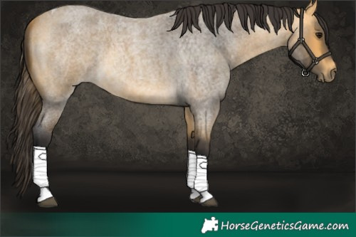 Horse Color:Buckskin Roan Tobiano 