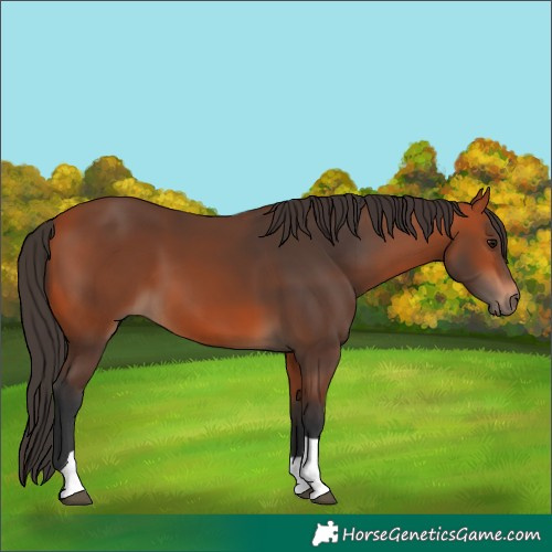 Horse Color:Bay Tobiano 