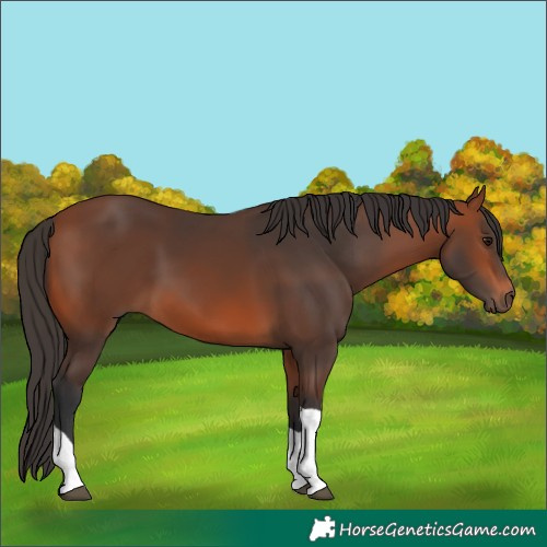 Horse Color:Bay Tobiano