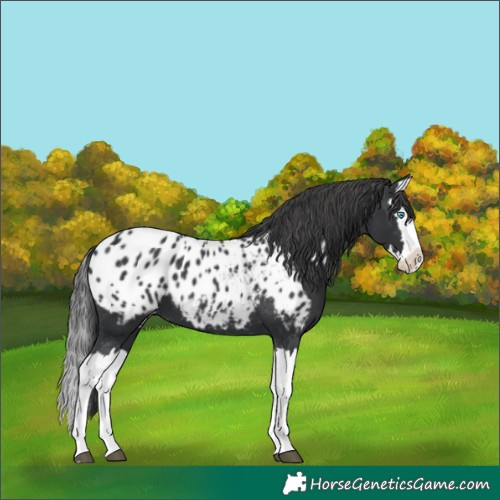 Horse Color:Black Splash Appaloosa 