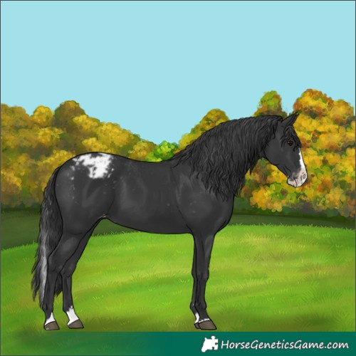 Horse Color:Black Splash Appaloosa 