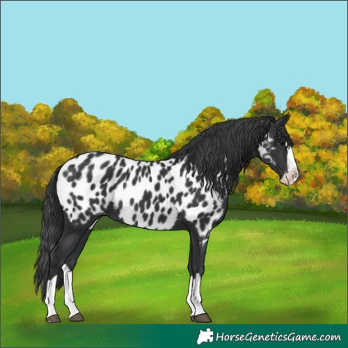 Horse Color:Black Splash Appaloosa