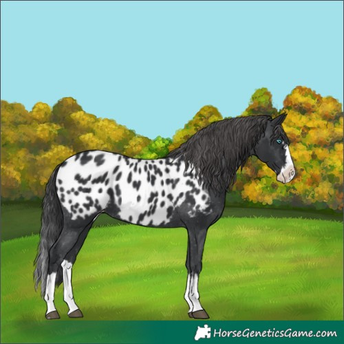 Horse Color:Black Splash Appaloosa 