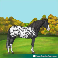 Horse Color:Black Splash Near Leopard 