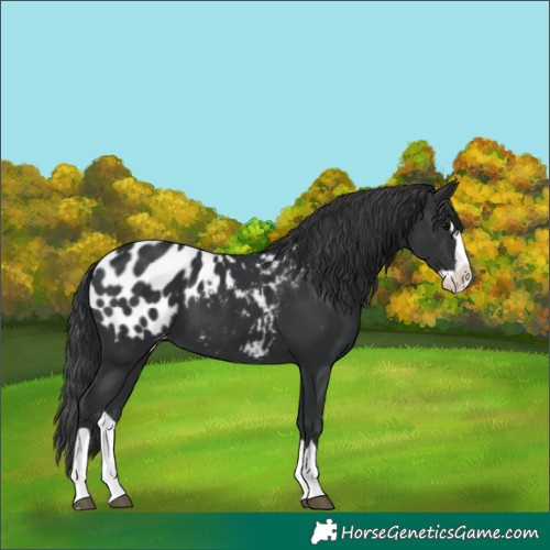 Horse Color:Black Splash Appaloosa