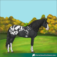 Horse Color:Black Splash Appaloosa 
