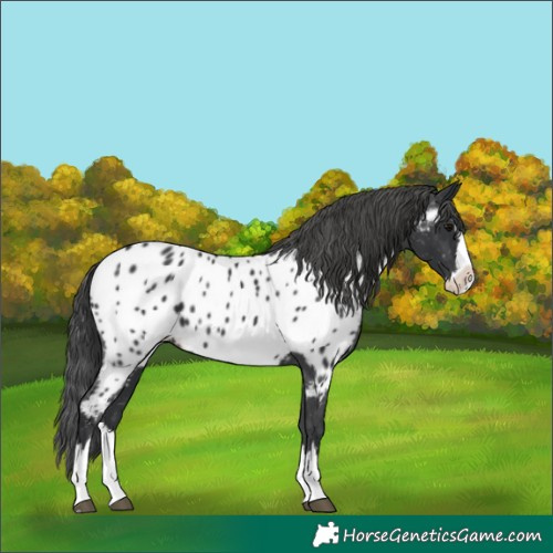 Horse Color:Black Splash Appaloosa