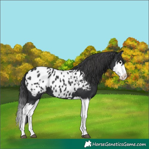 Horse Color:Black Splash Appaloosa
