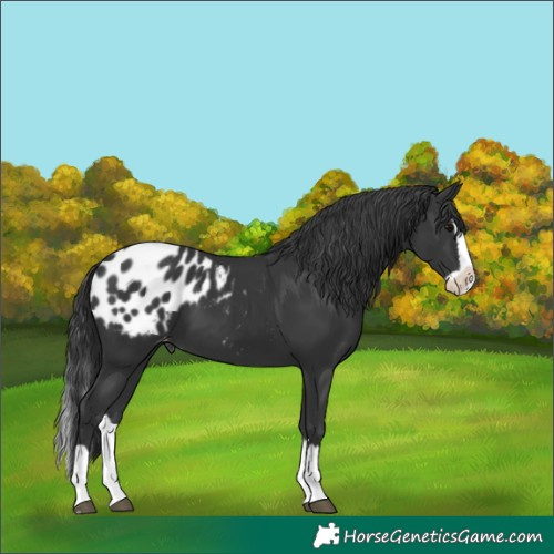 Horse Color:Black Splash Appaloosa