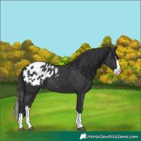 Horse Color:Black Splash Blanket 