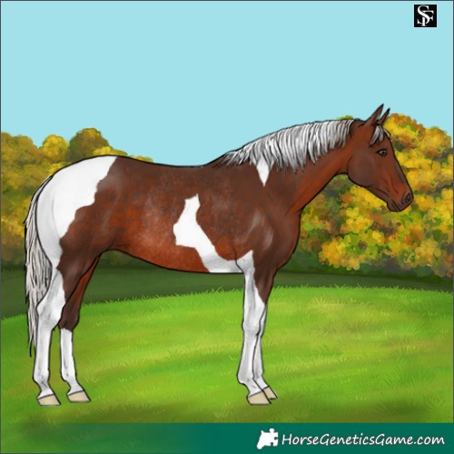 Horse Color:Silver Brown Tobiano Rabicano 