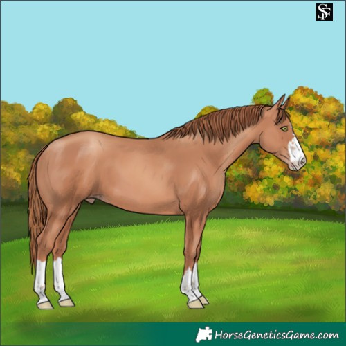 Horse Color:Gold Champagne