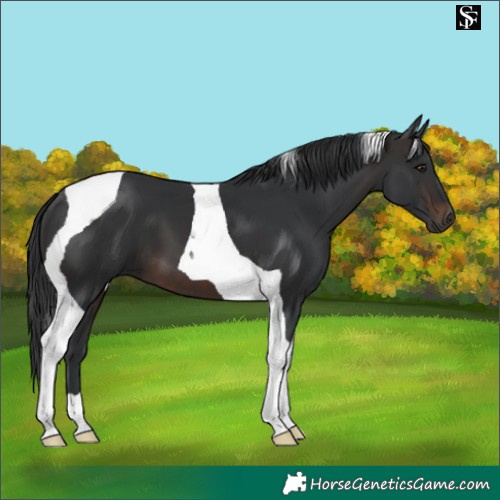 Horse Color:Brown Tobiano 
