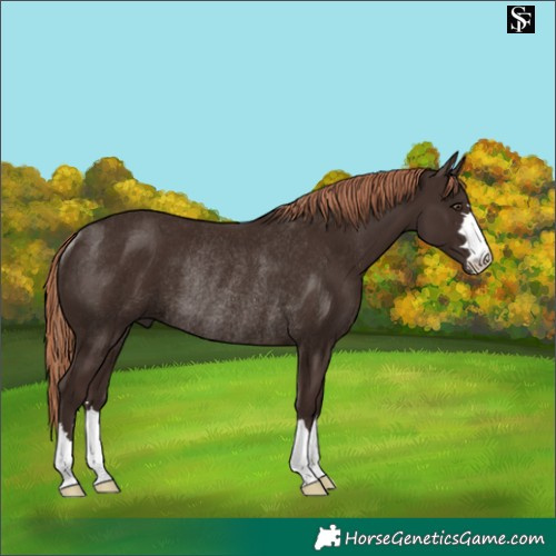 Horse Color:Liver Chestnut Rabicano