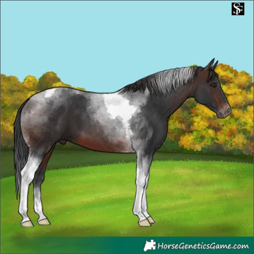 Horse Color:Brown Tobiano