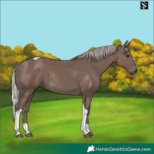 Horse Color:Silver Black Tobiano Rabicano
