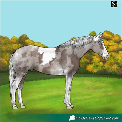 Horse Color:Silver Black Merle Tobiano 