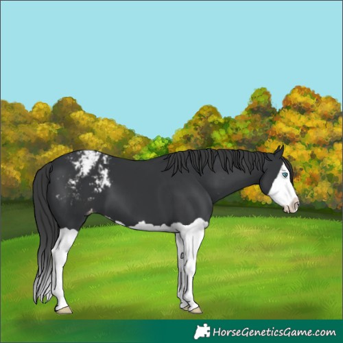 Horse Color:Black Splash Appaloosa 