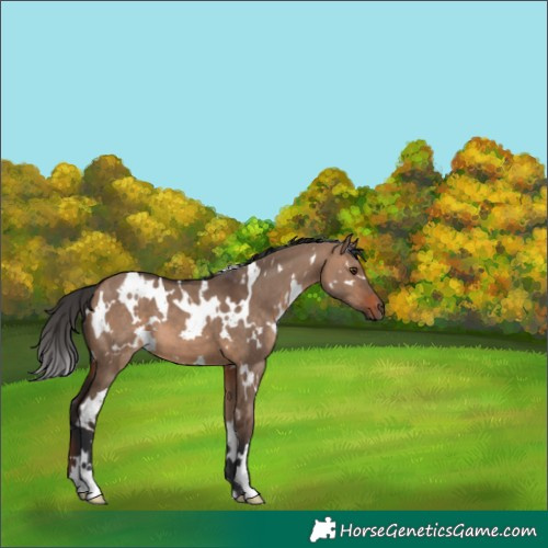 Horse Color:White Spotted Brown Dun