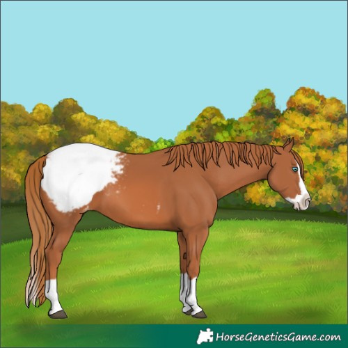Horse Color:Chestnut Splash Appaloosa 